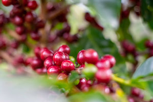 Coffee:  A Fruit You Didn't Know You Were Drinking