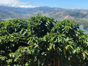 Brewing Crisis: Balancing Global Coffee Demand and Decreasing Production