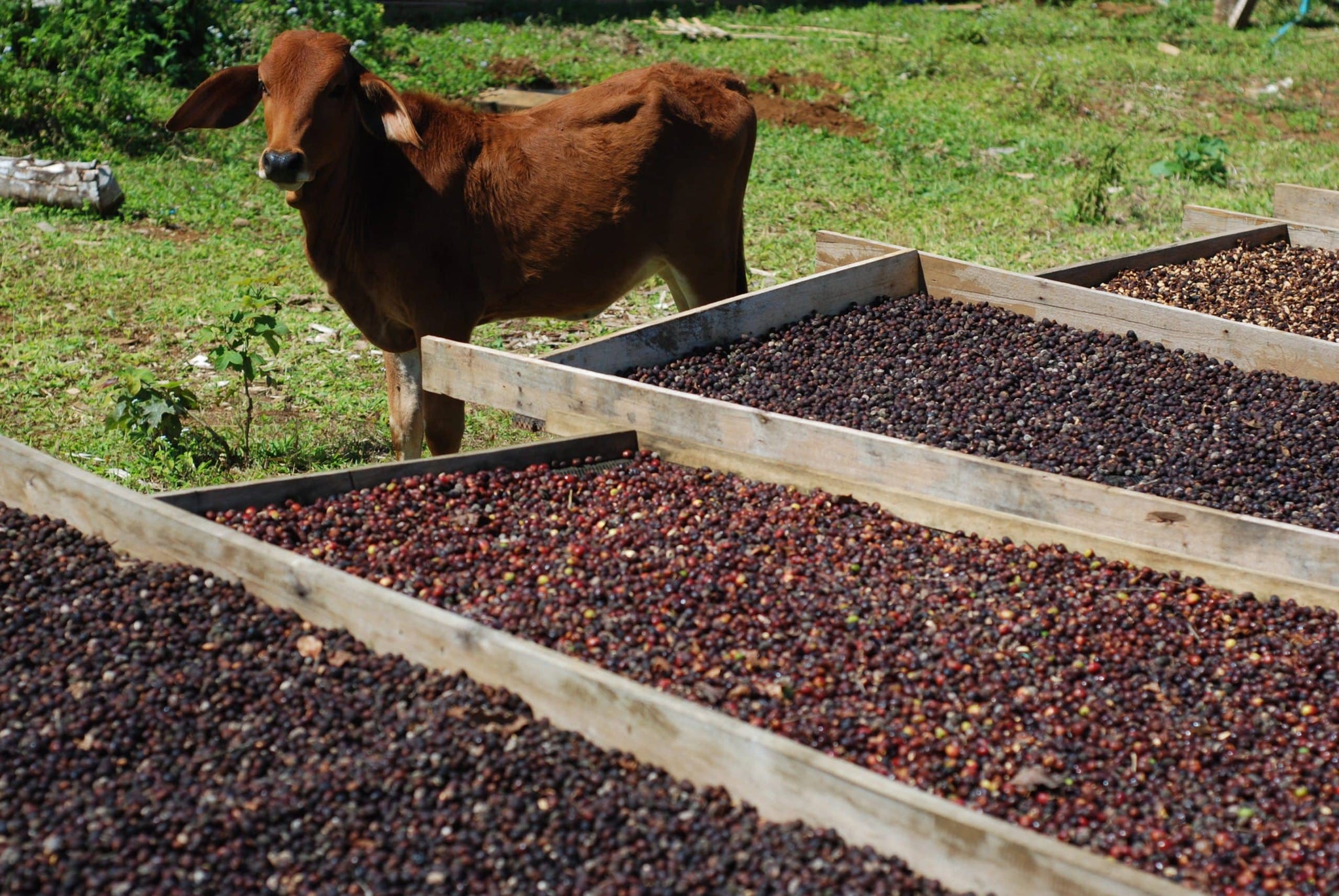 FI-LAN’THRO-PE coffee farm in Laos