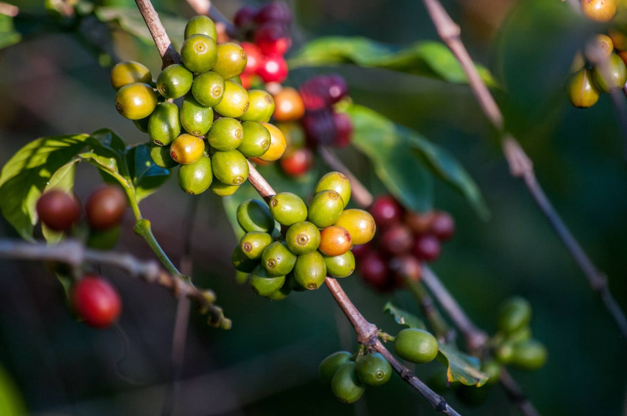 4 Passes in a Coffee Harvest