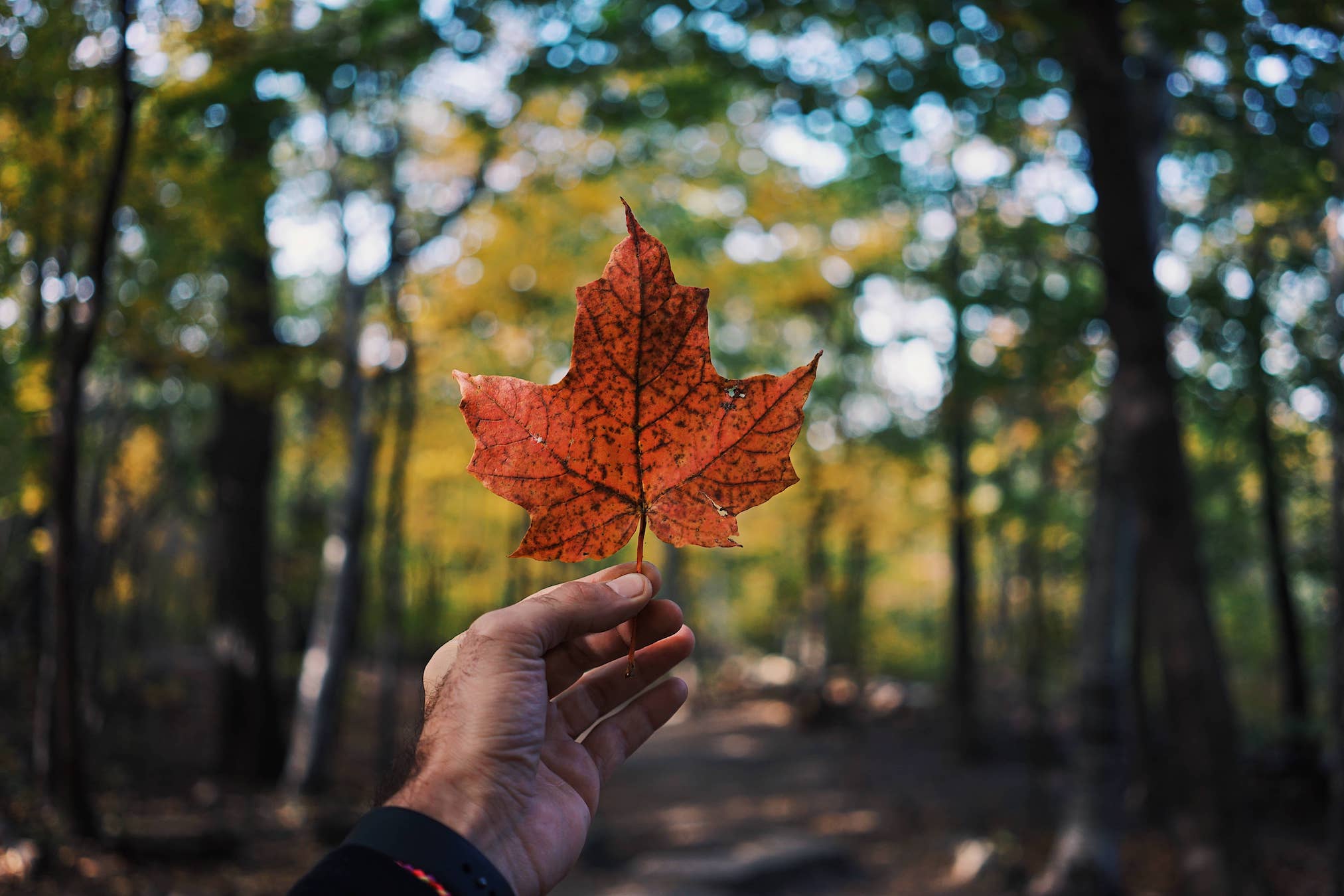 Canadian Coffee Farmers. Do they exist?