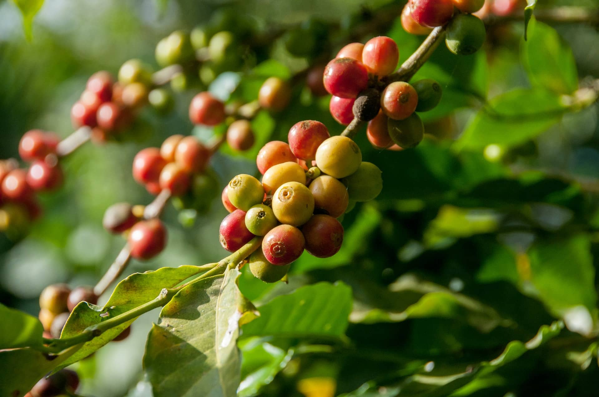 The Devastating Impacts of Climate Change on Your Morning Coffee